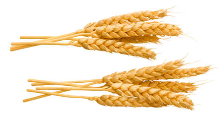 Bunches of wheat ears isolated on white background. Set of stacks. Whole grains. Package design elements with clipping pathの写真素材