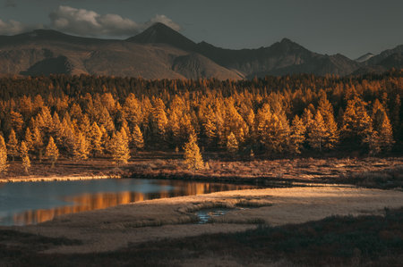 Beautiful mountain lake surrounded by larch forest. Sunny evening. Scenic viewの写真素材