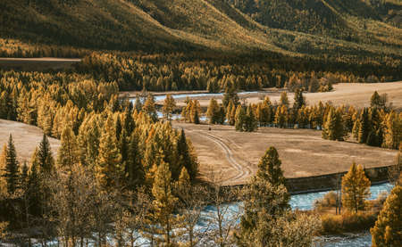 Car traces on the bank of the winding river. Larch forest at the foot of the mountain.の写真素材