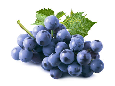 Bunch of fresh blue grapes with leaves isolated on white background. Package design element with clipping path. Full depth of fieldの写真素材