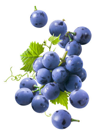 Bunch of flying blue grapes isolated on white background. Falling berries. Package design element with clipping pathの写真素材