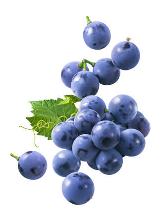 Flying bunch of grapes isolated on white background. Blue berries falling. Clipping path includedの写真素材