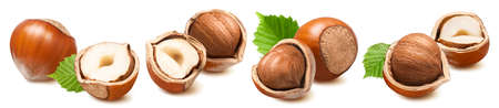 Hazelnut isolated on white background. Nuts with leaves in nutshell. Package design elementの写真素材