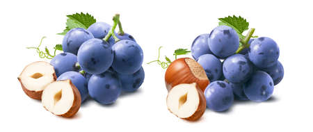 Hazelnuts and blue grapes set isolated on white background. Package design elementの写真素材