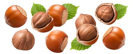 Hazelnut isolated on white background. Nuts in nutshell with leaves. package design elementsの写真素材