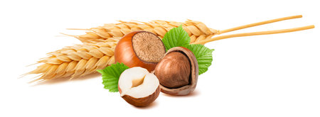 Broken hazelnuts and wheat ears isolated on white background. Package design element with clipping pathの写真素材