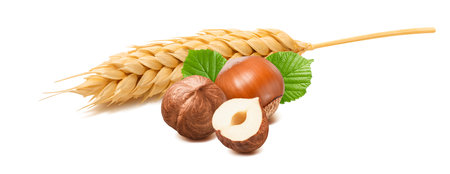 Single wheat ear and peeled hazelnuts isolated on white background. Package design element with clipping pathの写真素材