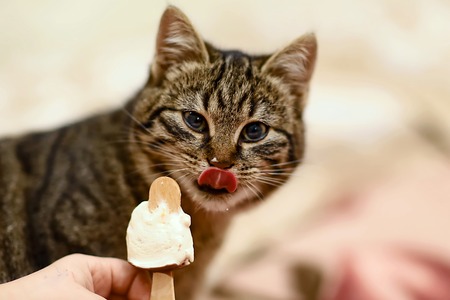 Gray cat with brown licking face with a pink tongue.の写真素材