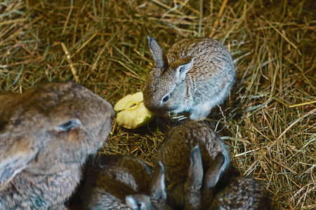 rabbits on hay, mother of rabbit and small and beautiful gray rabbits on fragrant, yellow, dry hay walking, rabbits with big ears eat apples and bread.の写真素材