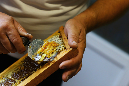 Raw honey being harvested from bee hives. Beekeeper uncapping honeycomb with special beekeeping fork. Beekeeping concept.の写真素材