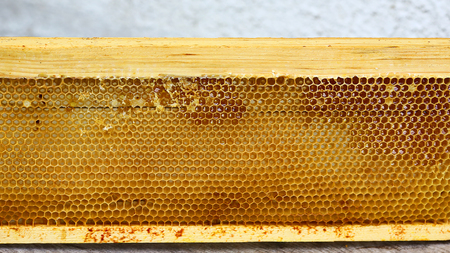 Apiary hive frame with bees wax structure full of fresh bee honey in honeycombs.の写真素材
