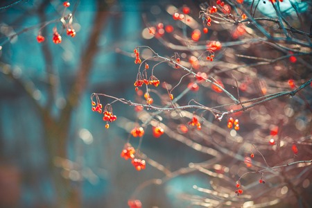shrubbery with red lilac berries at the first frost concept of autumn.の写真素材