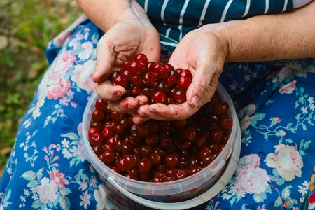 A handful of beautiful appetizing and fresh cherry berries peeled pitted in women's hands. Authentic lifestyle image.の写真素材