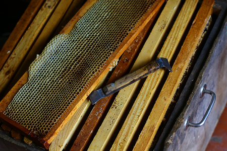 frame with bees wax structure full of fresh bee honey in honeycombs. Tools for beekeeping and honey...