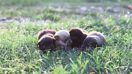little sleeping puppies lying on a beautiful green grass. Small cute dogs background with space for your text or design.の写真素材