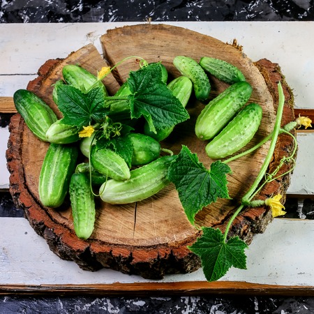Seasonal fresh green Mini cucumbers on a wooden background.の写真素材