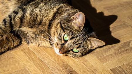 Gray adult mongrel cat lies on the floor stretching the front paws.copy space.の写真素材
