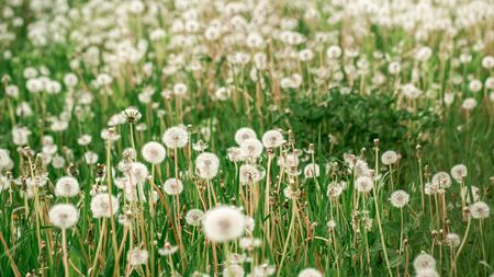 Macro Photo Nature plant fluffy dandelion. Blooming white dandelion flower on the background of plants and grass. space for text.の写真素材