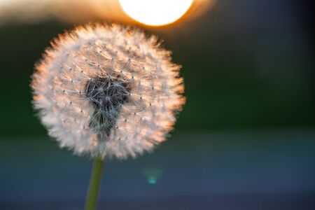 Background Beautiful blooming bush of white fluffy dandelions. concept of medicinal herbs. Dandelion roots against cancer. folk medicine. space for text.の写真素材