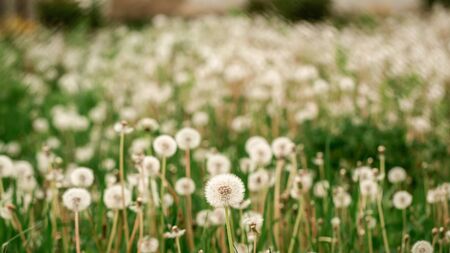 allergies to fluff. Dandelion closeup macro. A side view of a blooming flower head of the dandelion. space for text.の写真素材