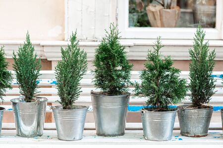 decoration from buckets with a thuja, an iron bucket as a flowerpot for an evergreen plant on a white wooden bench in the street of the restaurant.Lemon cypress tree plants.の写真素材