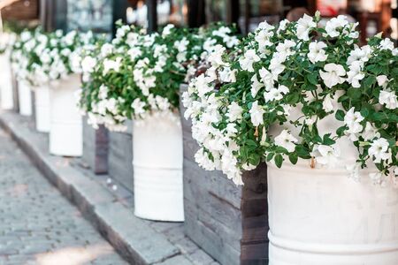 Street cafe flowers and herbs decor concept. Petunia flowers on the street. Sunny day. Shallow depth of field. blooming white Petunia in a hanging retro planters on the street.の写真素材