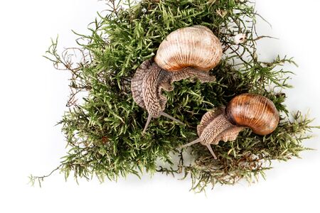 Two garden snails on moss isolated on white in the background Helix Pomatia space for text, top view. Food recipe background. Close up.の写真素材