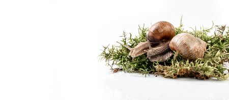 Helix pomatia also Roman snail, Burgundy snail, edible snail or escargot, is a species of large, edible in the family Helicidae. Long banner format.の写真素材