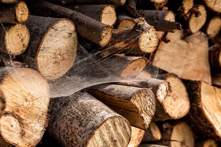 Close-up of the inside of a burned trunk, with cobwebs sunbeams.