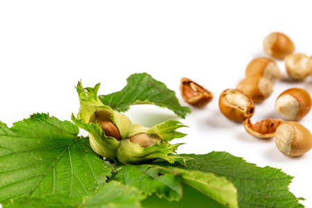 A macro shot of a cluster of hazelnuts with leaves isolated on white background. top view.の写真素材