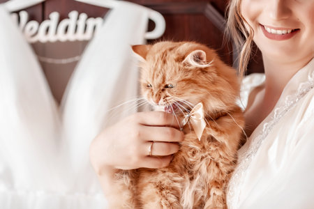 funny cat ore with long white whiskers kisses beautiful bride wedding morning.の写真素材