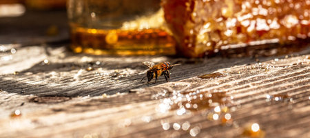 Sweet honeycomb, bee products by organic natural ingredients. Honey, Honeycomb, Honey Bee. Beekeeping concept. Long banner format.の写真素材