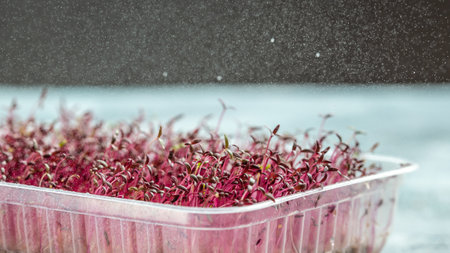 peas microgreen. Peas micro greens sprouts close up. Healthy eating micro greens concept. food background. Long banner format.の写真素材