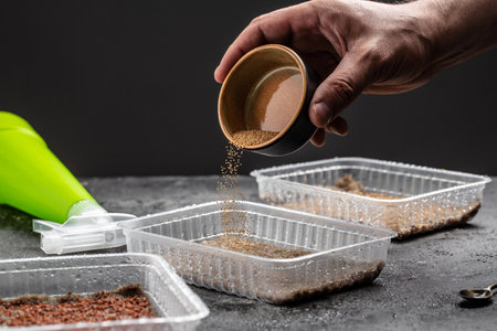 growing microgreens at home: linen substrate, seeds in package plastic containers. different microgreens. enjoy gardening hobby. housekeeping.の写真素材