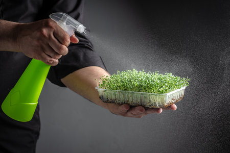 male hand with a sprayer watering a microgreens. vegan and healthy eating concept,の写真素材