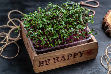 Seed Germination at home. Vegan and healthy eating concept. Sprouted Radish Seeds, Micro green.の写真素材