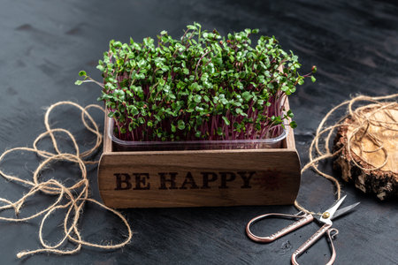 Close-up of radish microgreens in wooden box at home, Seed Germination. vegan and healthy eating concept,の写真素材