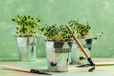 Fresh micro green seedlings. microgreens farming at home for healthy diet in metal bucket with garden tools. moisturizes green shoots.の写真素材