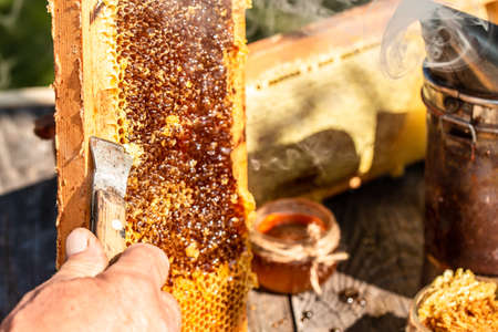 beekeeper collects the honey. beekeeping tools outside. frame with bees wax structure full of fresh bee honey in honeycombs. Beekeeping concept.の写真素材