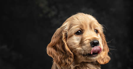 Cocker Spaniel puppy dog licking his lips isolated against a dark background. Long banner format.の写真素材