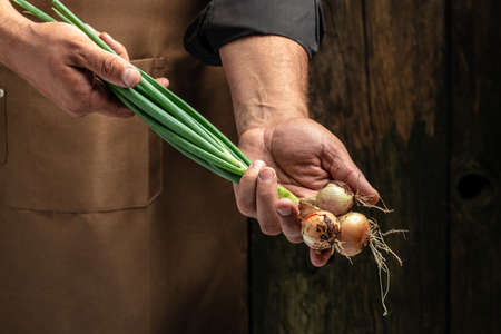 hands of a farmer holding green onion heads, vegetable garden agriculture, freshly harvested vegetables, fresh bunch of heads organic onion.の写真素材