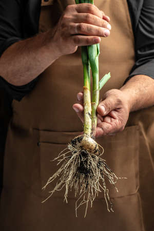 young garlic. Farmer with freshly harvested vegetables, fresh bunch of heads organic garlic.の写真素材