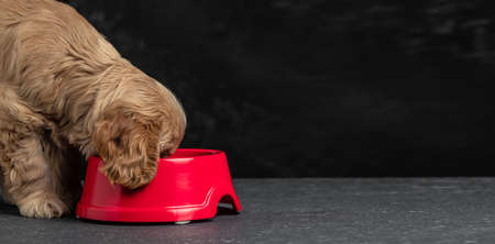 Cocker Spaniel puppy dog eating food from bowl on dark background. Long banner format.の写真素材