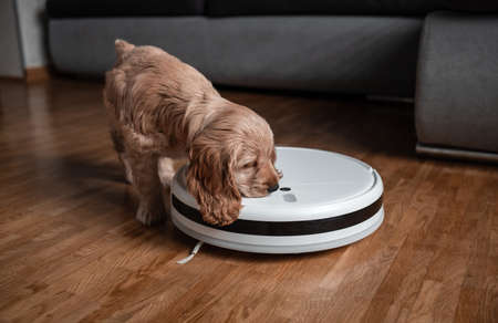 Pet friendly smart vacuum cleaner. Cute golden cocker spaniel puppy dog with while robot vacuum...