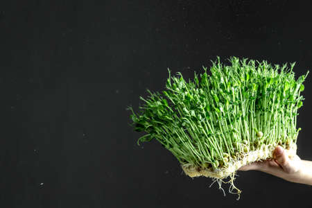 micro green seedlings. green shoots watering spraying microgreens vegetables seedlings, enjoy gardening hobby. housekeeping.の写真素材