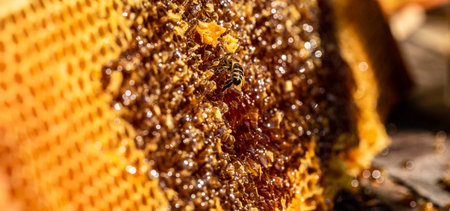 Honeycomb with sweet golden honey. healthy eating. Beekeeping concept. bee products by organic natural ingredients conceptの写真素材