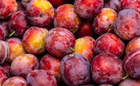 Plumes background. Fresh plum Harvest Autumn.の写真素材