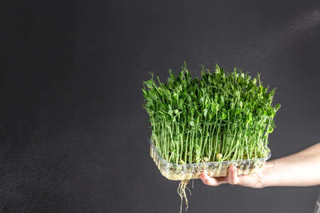 microgreen sprouts in kids hands Raw sprouts, microgreens. Peas. Little gardener at home. healthy eating concept.の写真素材