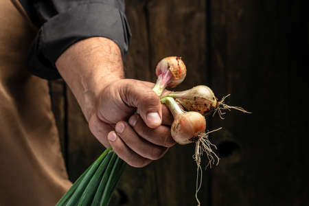 A plantation of beautiful fresh onions is planted in the garden. Onion heads,green onion leaves on an organic farm. The concept of agriculture and gardening, growing and caring for vegetables.の写真素材