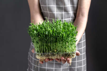 micro green seedlings. green shoots watering spraying microgreens vegetables seedlings, enjoy gardening hobby. housekeeping.の写真素材